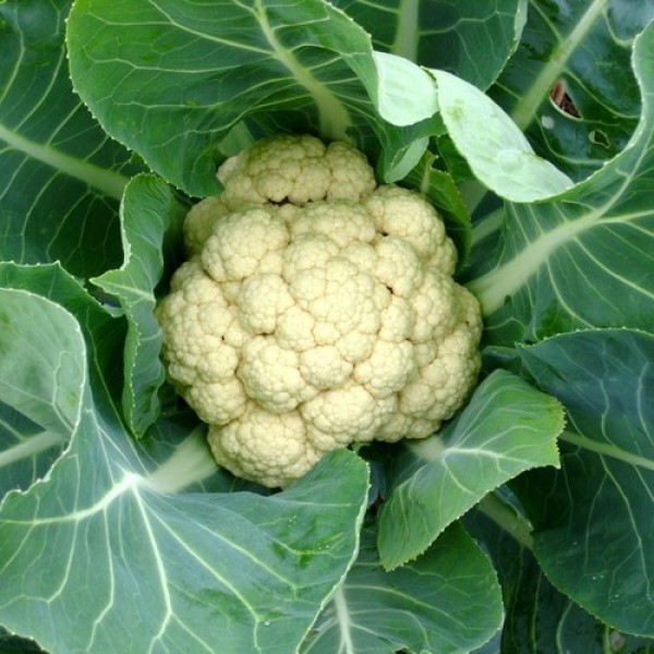 Hạt giống Bông cải trắng (Súp lơ trắng) lai f1