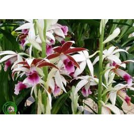 củ lan giống hạc đỉnh nâu tây bắc