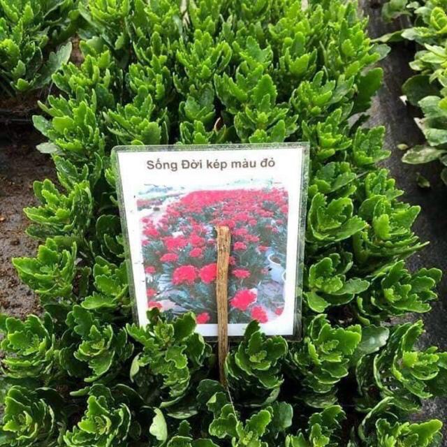 Cây hoa sống đời kép (gửi cây như hình)