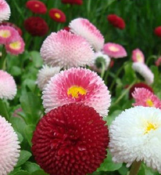 Hạt Giống Hoa Cúc Anh Đa Sắc - 30 Hạt
