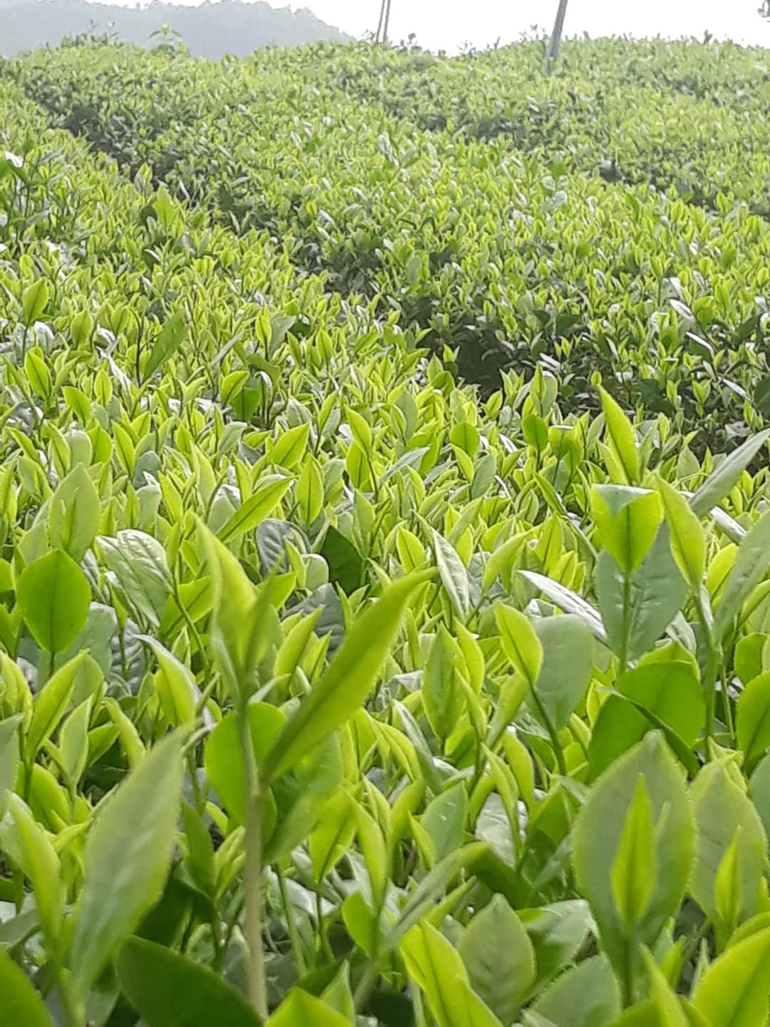 [HCM]Trà Tân Cương T1 300.000