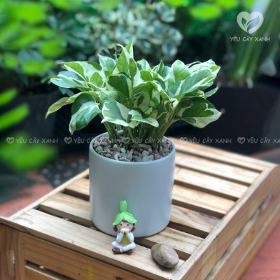 Cây Trầu Bà Cẩm Thạch để bàn - Cây Trầu Bà Sữa dễ chăm sóc
