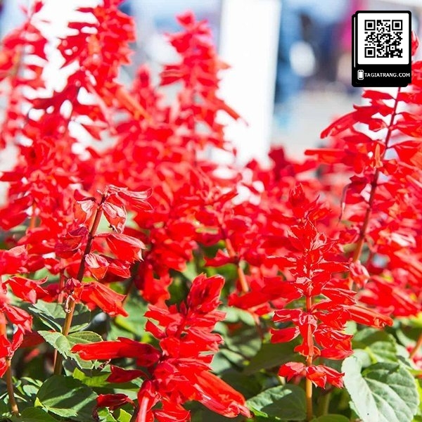 Hạt giống hoa xác pháo đỏ