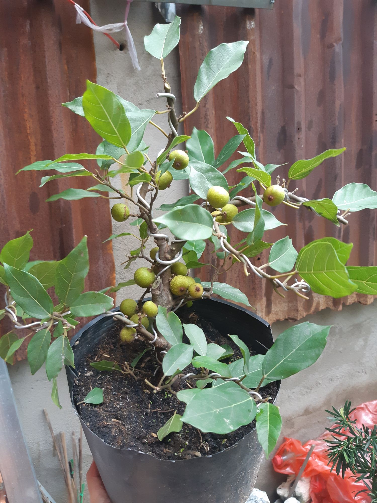 sung bonsai siêu trái