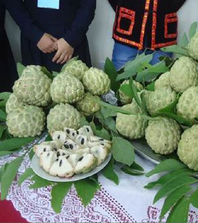 "Gói 10 "Hạt giống na dai lạng sơn [Seeds]