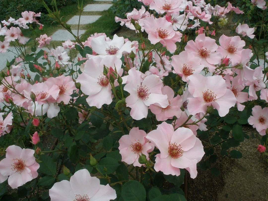 hoa hồng cánh đơn - giống.mới
