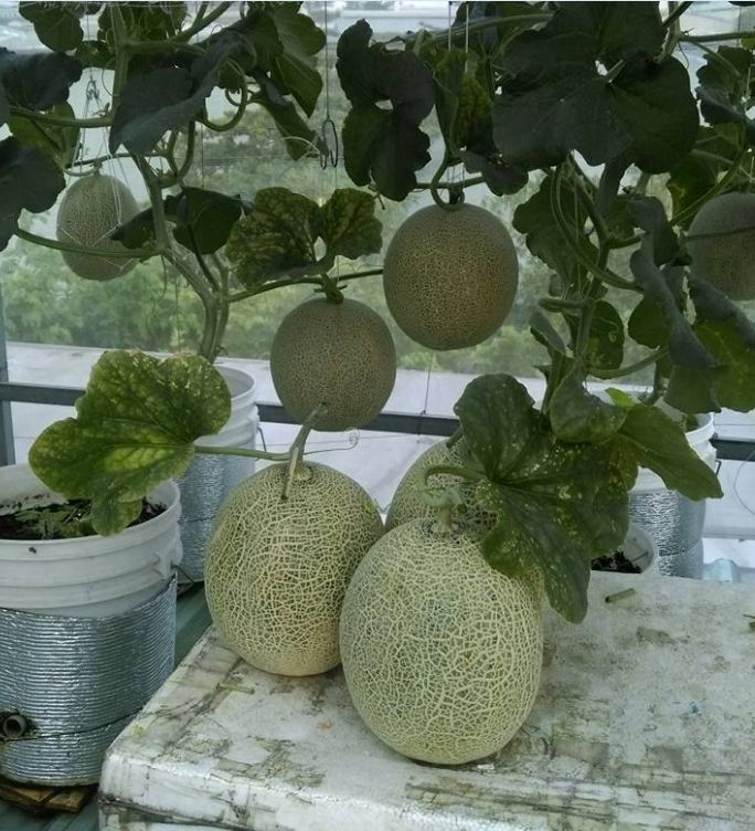 " Gói 10 "Hạt Giống Dưa Lưới Vỏ Xanh [Seeds]