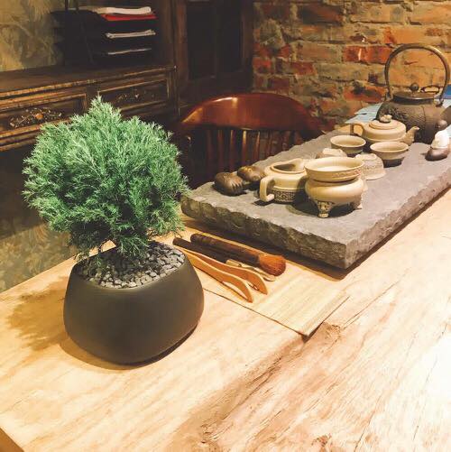 CHẬU CÂY TÙNG BỒNG LAI