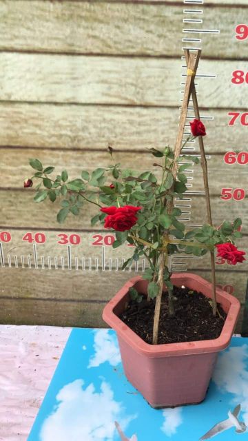 Combo 2 chậu cây hoa hồng Red Eden