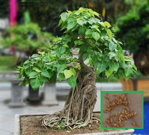 "Gói 100 Hạt " Hạt giống cây bồ đề ấn độ ( Bồ Đề Cảnh)