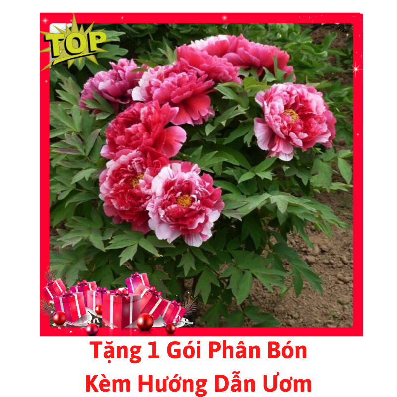 Gói Hạt Giống Hoa Mẫu Đơn Nhiều Màu