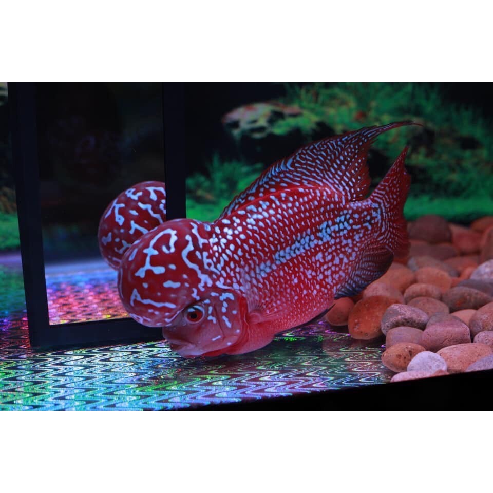 Kính kè cá la hán SIZE 8*25CM. (kính thủy cao cấp 4-5ly)