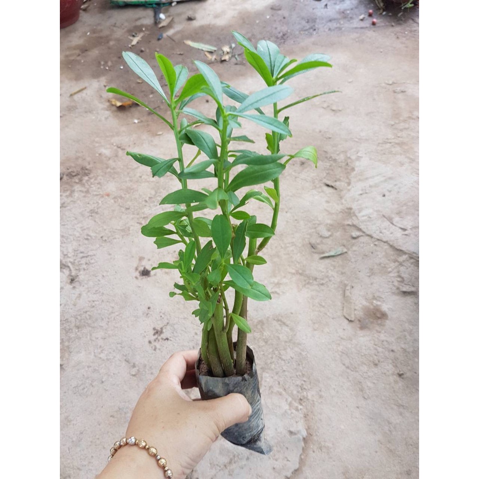 Hạt Giống Sâm Đất - (Talinum.Crassifolium,Willd) - 20 hạt