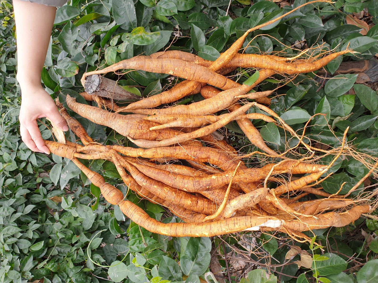 Củ Sâm Nam núi Dành 7 năm tuổi tươi 1kg - Sâm Tổ núi Dành