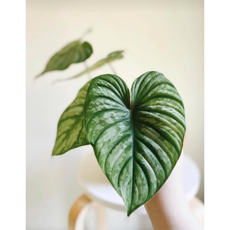 (RẺ  SÀN) Philodendron Mamei Silver Cloud
