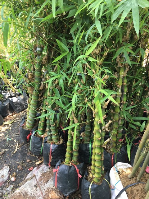 Cây trúc Phật bà