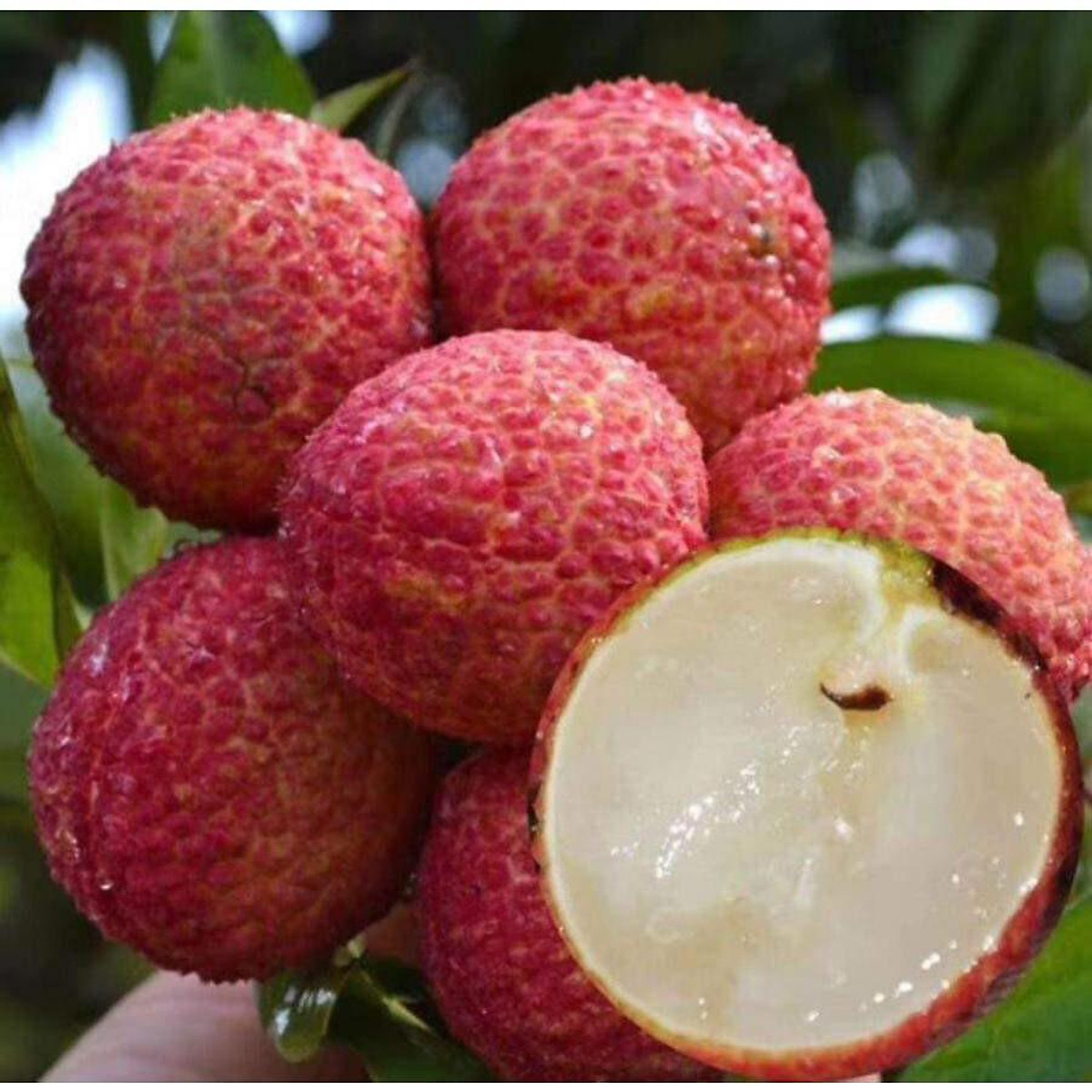 Cây giống Vải không hạt