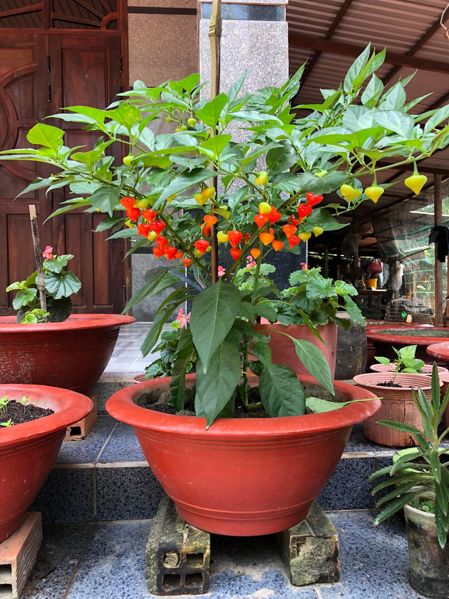 Cây Ớt Biquinho (ớt trái tim), cây giống đang hoa, trái