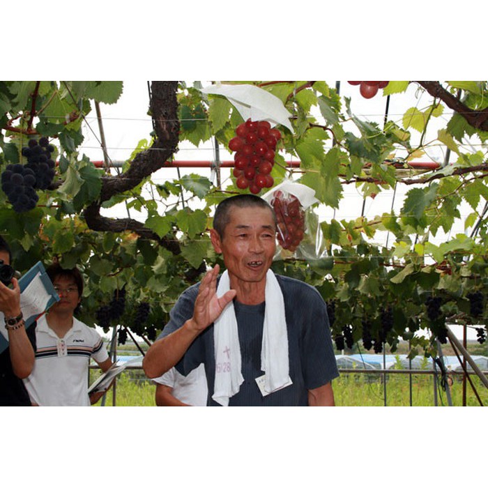 238A Hạt Giống Nho Ruby Roman 5 Hạt