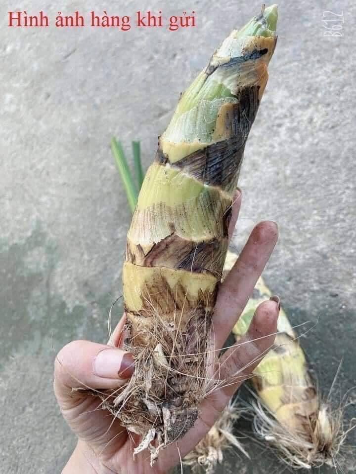 Hoa Lan thiên Nga đột biến(1 củ hình cuối) qq
