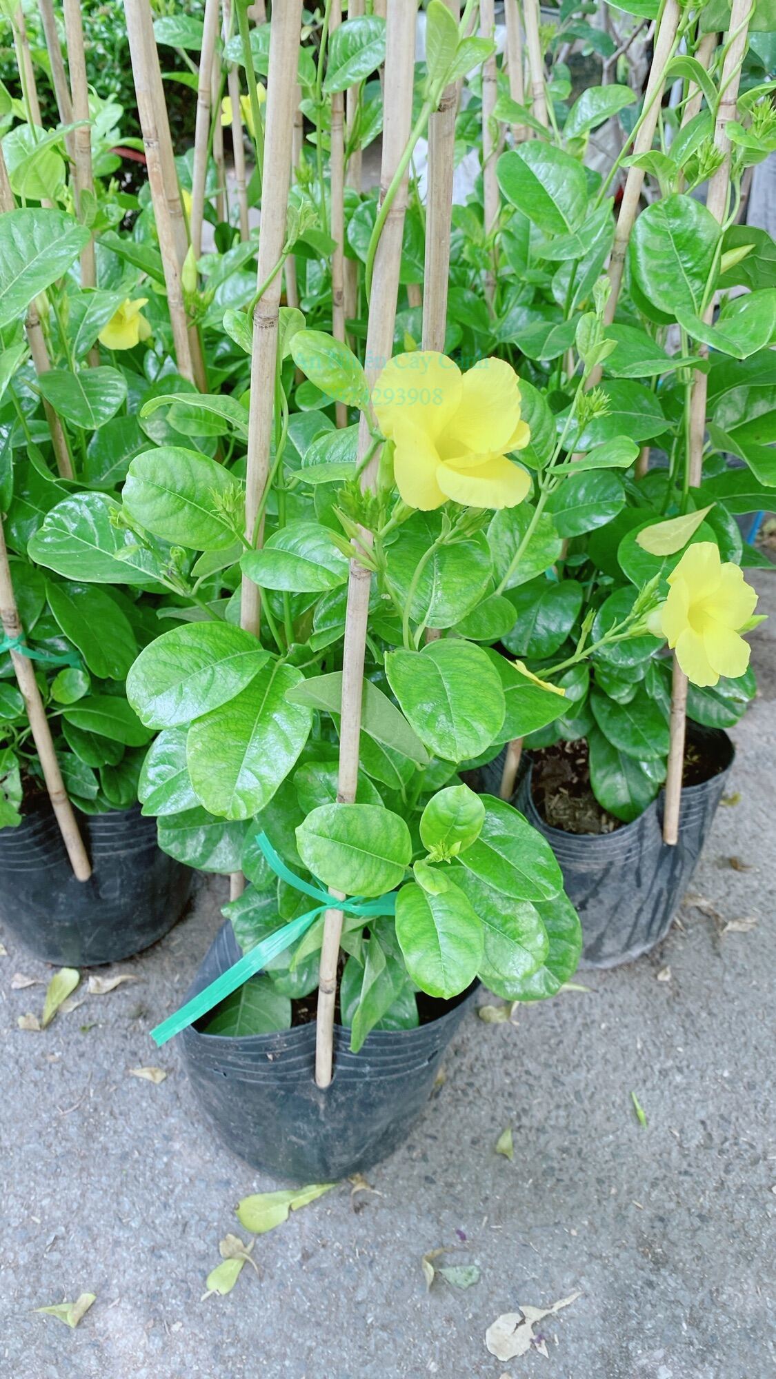 Cây Huỳnh Đệ