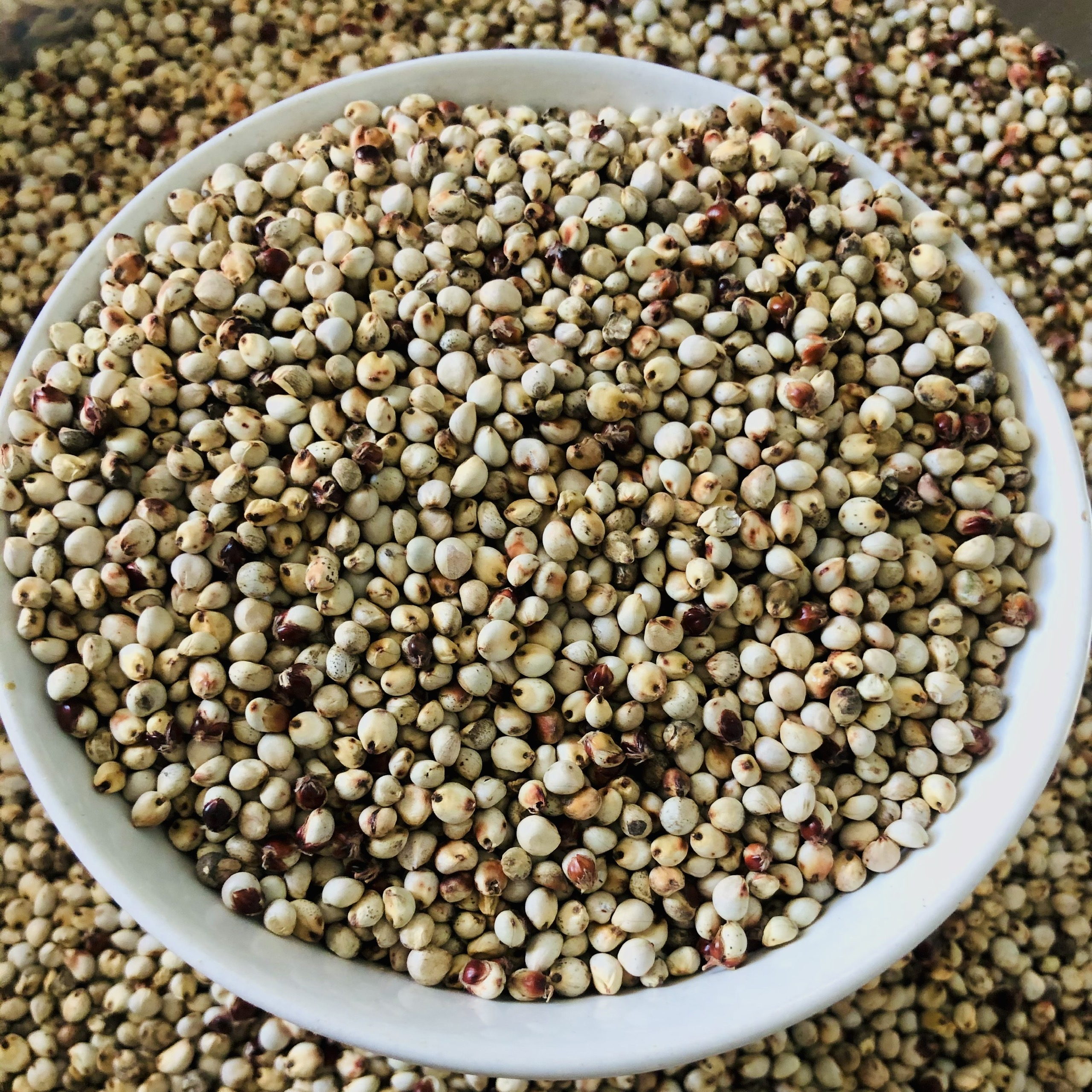 1Kg hạt Bobo trắng , Ý Dĩ ( thức ăn yêu thích của gà đá, chim cảnh )