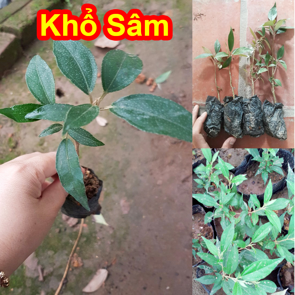 [Medicinal Plants] Combo of 3 Kousam Seedlings