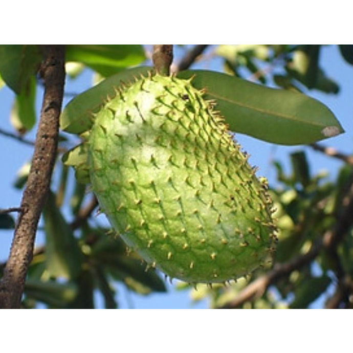 Cây giống mãng cầu xiêm không hạt