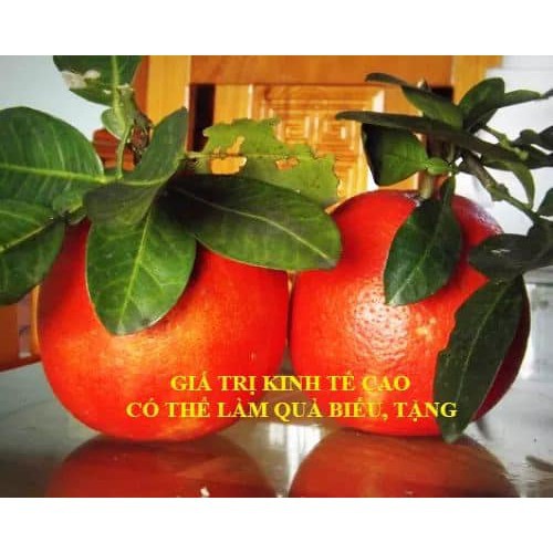 sản phẩm Bưởi đỏ Thái Lan