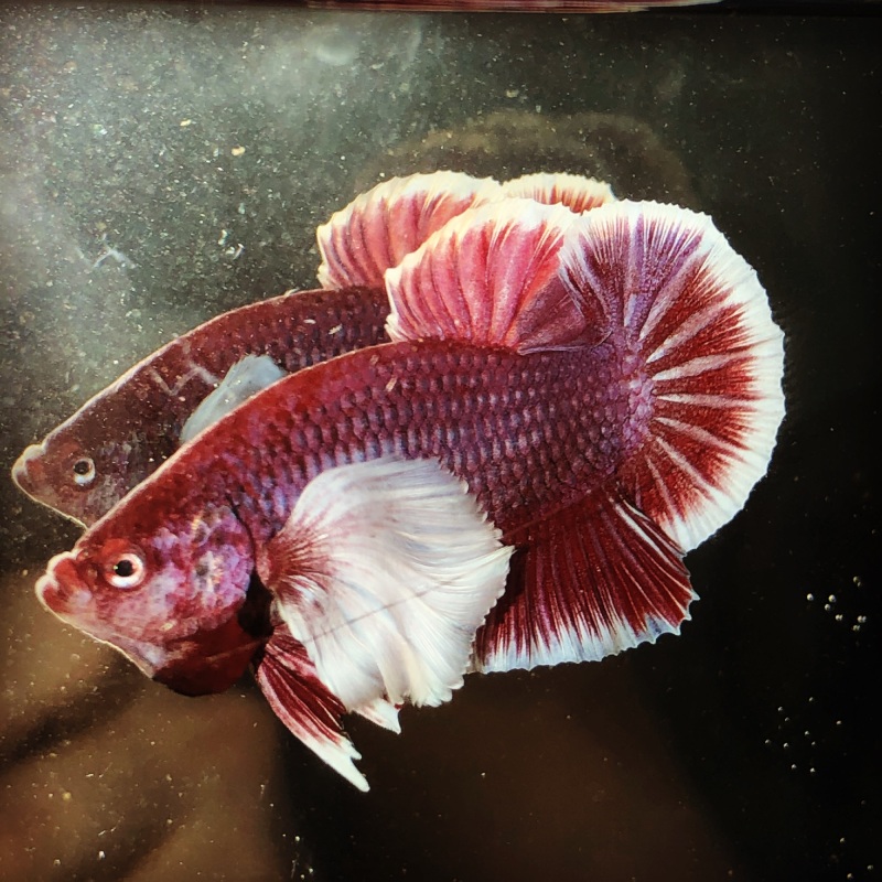 BETTA DUMBO LAVENDER 🌟🌟( tai to )🌟🌟