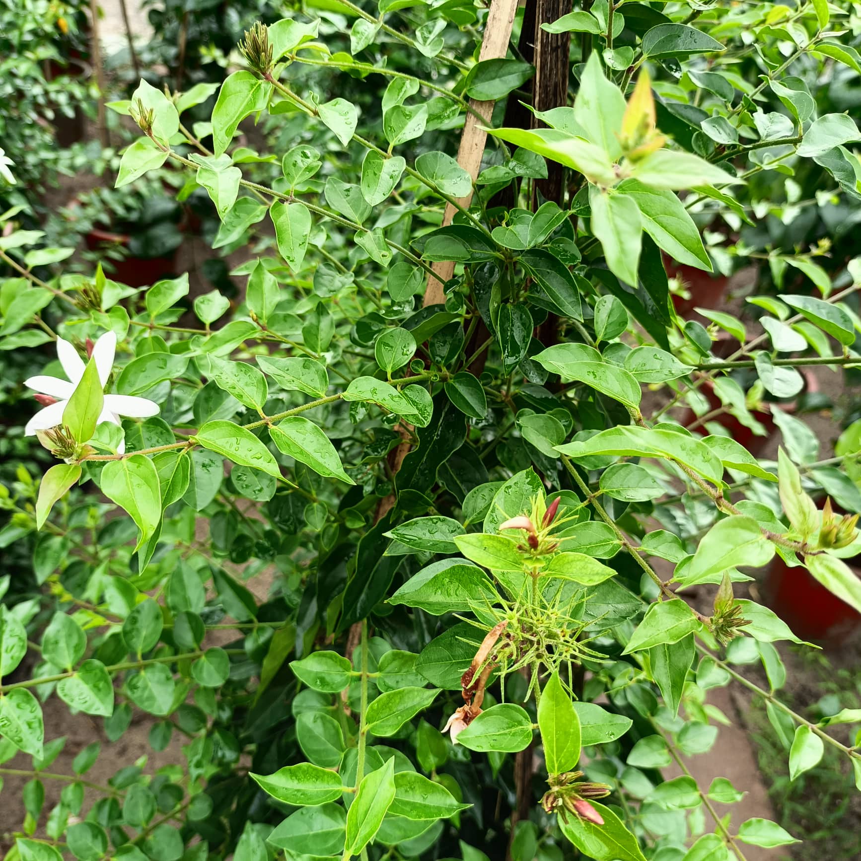 Cây hoa nguyệt quế leo đang ra hoa