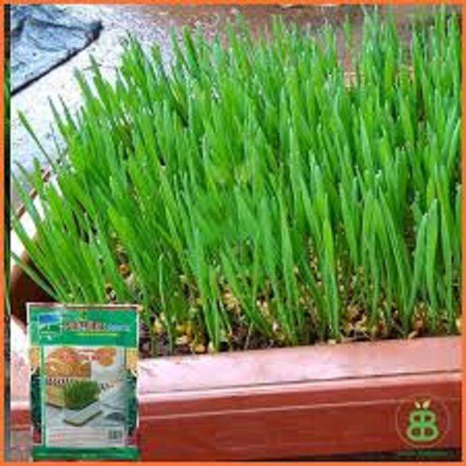 Hạt Giống Cỏ Lúa Mì Cho Chó Mèo Thỏ Hamste-gói 50gr