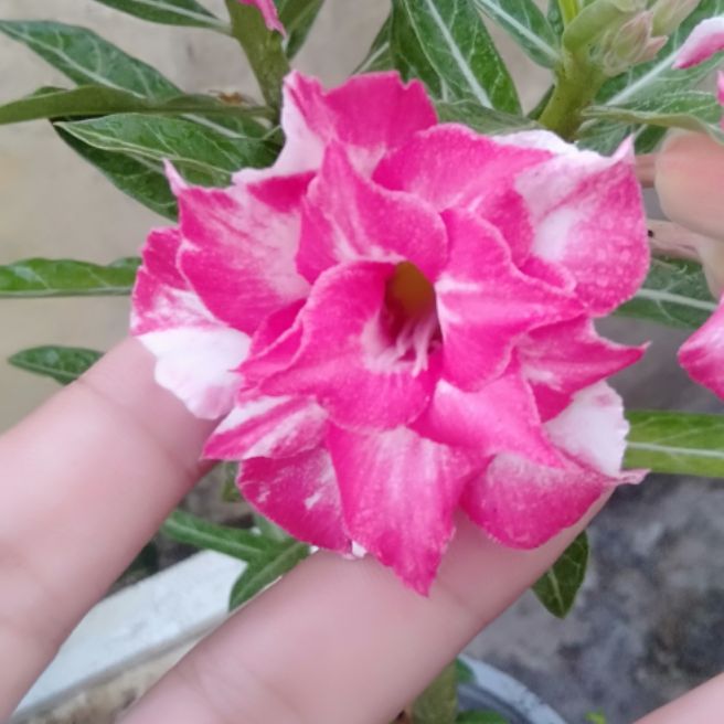 25 hạt sứ thái cánh kép cây mẹ như hình