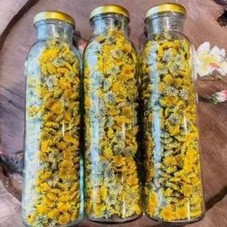 (DATE MỚI ) Cúc cổ trà Karose