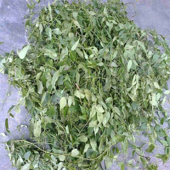 Combo 5 Cây giống chè vằng - dược liệu quý