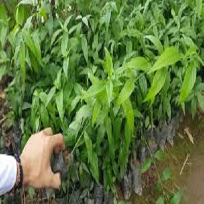 CÂY GIÓNG CÂY XƯƠNG KHỈ