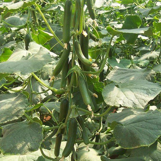 Hạt giống dưa leo baby F1 VTP57 | Vạn Tín Store