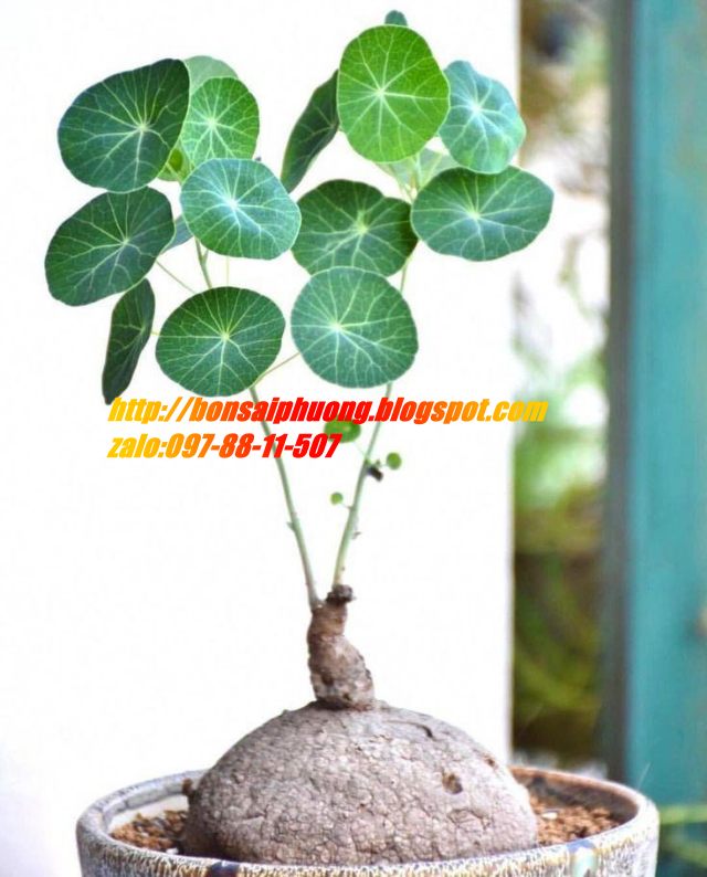 củ bình vôi