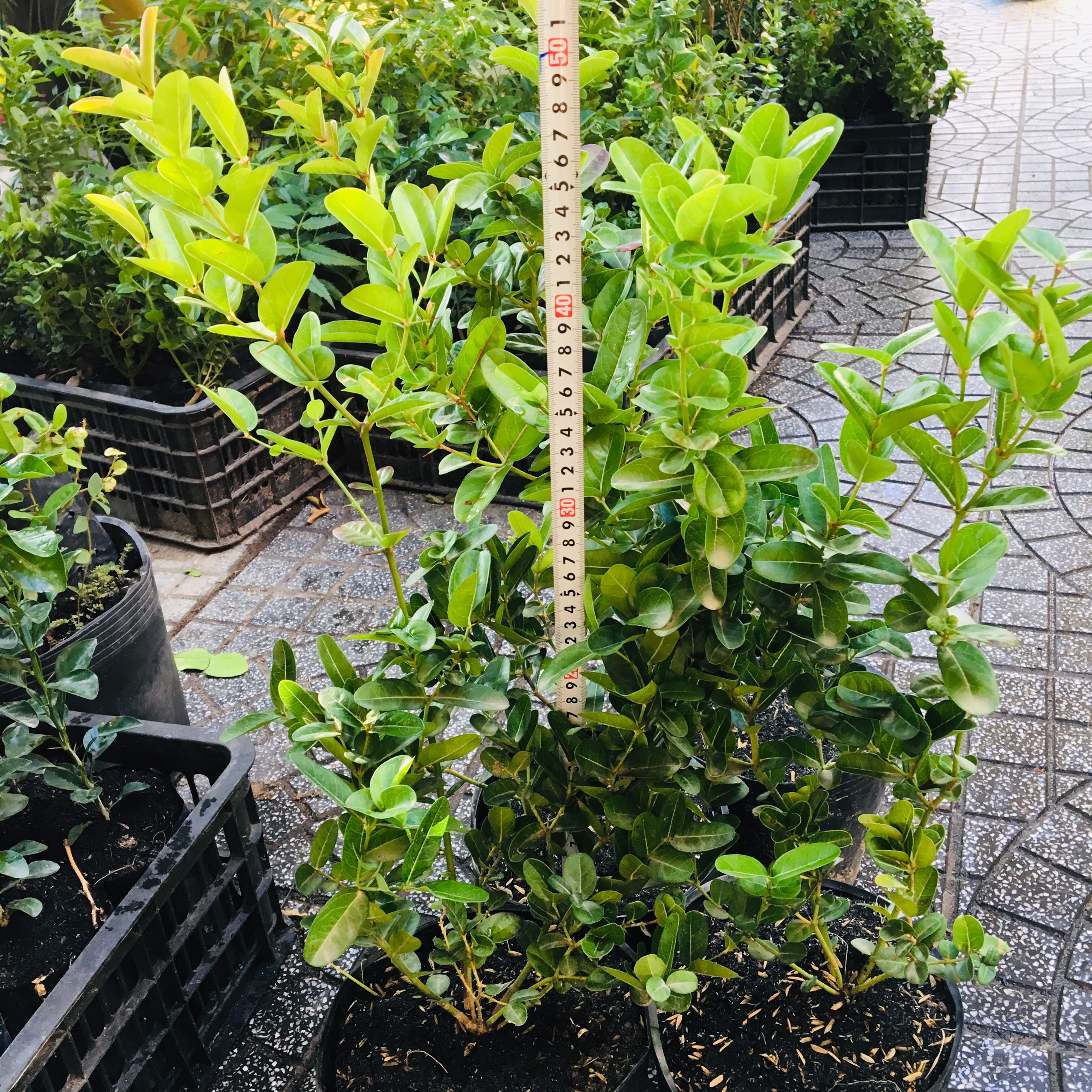 CÂY SIRO SIÊU TRÁI