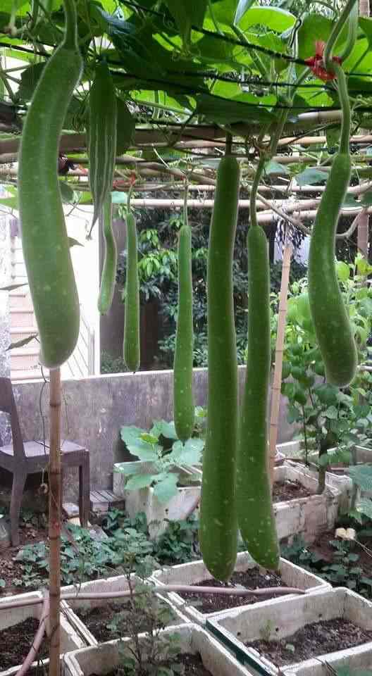 Gói 10 hạt giống bầu sao dài