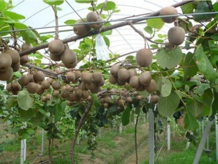 Cây giống kiwi leo giàn ruột đỏ dòng quả sớm, cam kết chuẩn giống f1