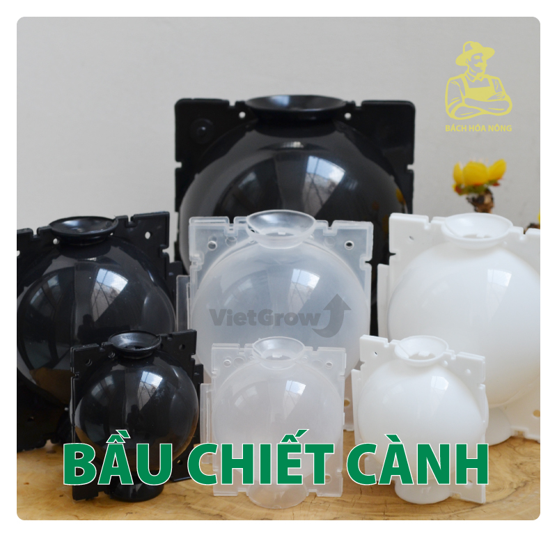 [HCM]Combo 8 Bầu chiết cành Croco - Size L (12cm), Màu Đen
