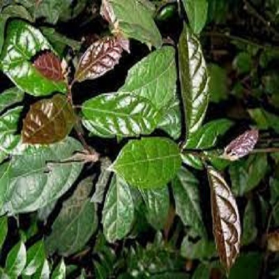 BẦU CÂY GIỐNG XẠ ĐEN TRỒNG UỐNG NƯỚC