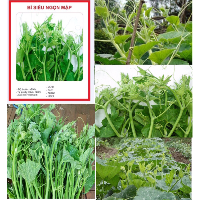 Hạt Giống Bí Siêu Ngọn dể trồng Gói 10gram