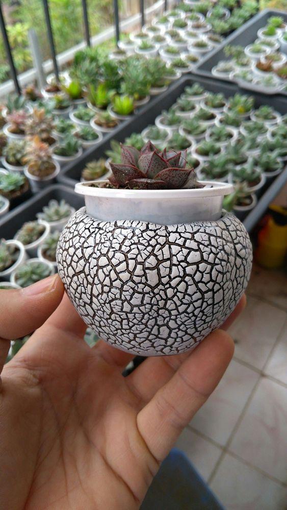 Chậu trồng cây cảnh: Mẫu sứ tròn rạn