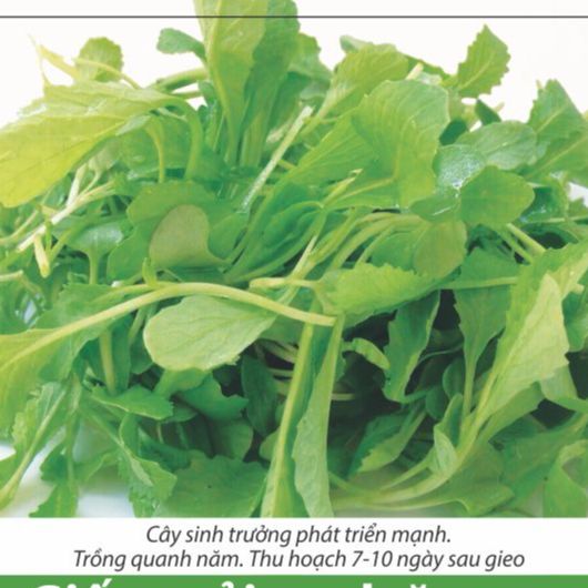 [HCM]20g Hạt giống cải xanh ăn non