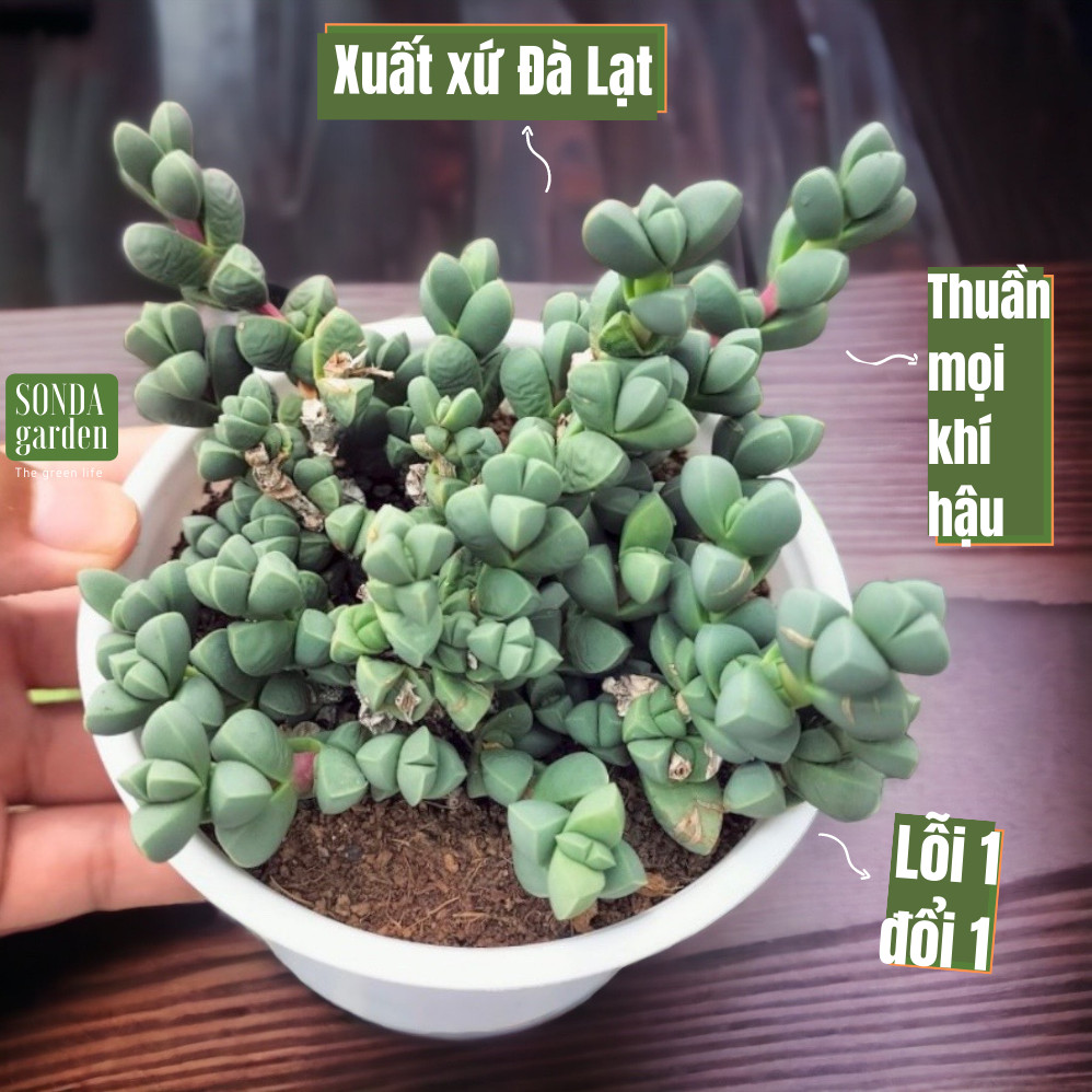 Sen đá tim size trung bình lỗi 1 đổi 1