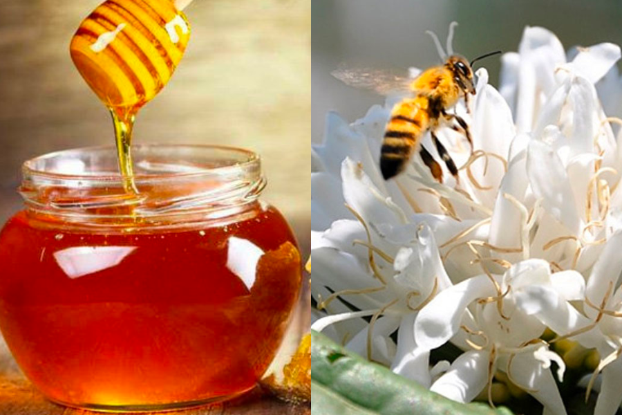 MẬT ONG RỪNG ĐẮK LAK nguyên chất 1 LÍT