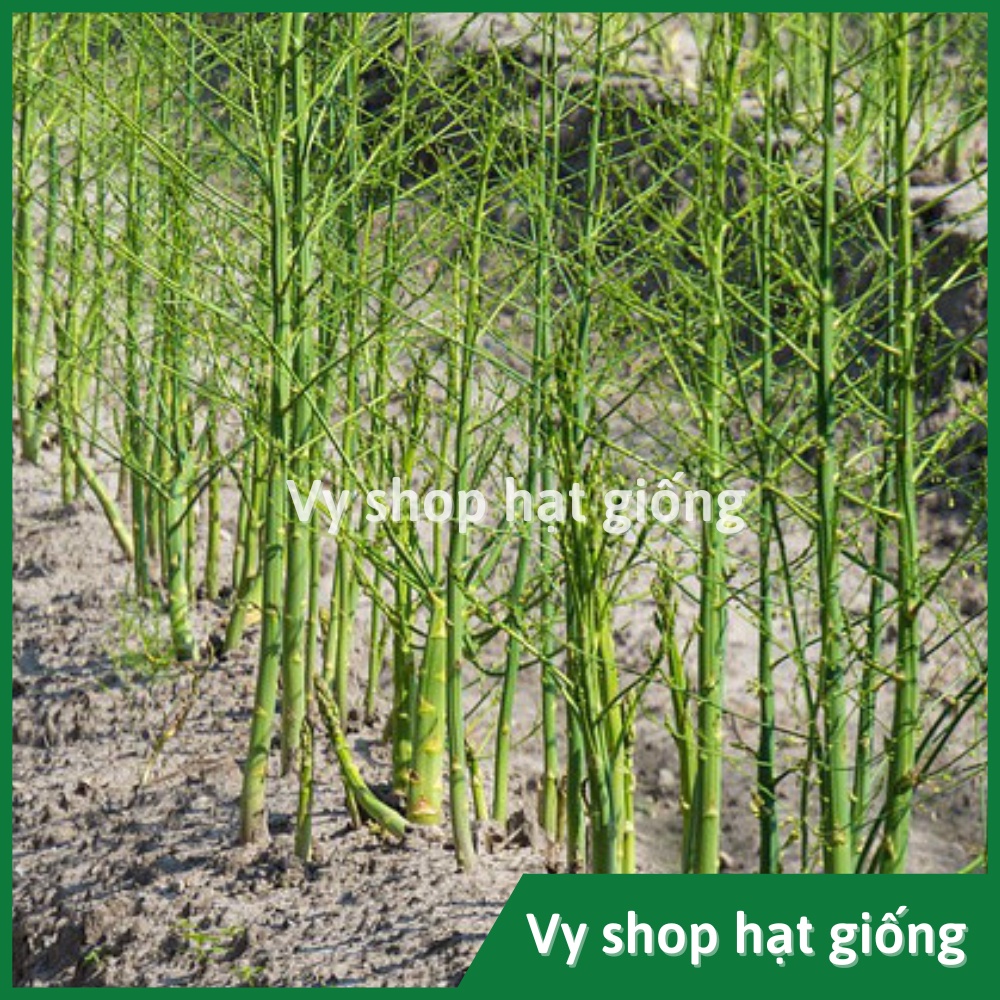 Hạt giống măng tây xanh Thái Lan
