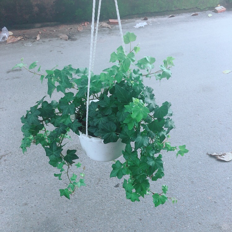 [HCM]Chậu Cây Thường Xuân